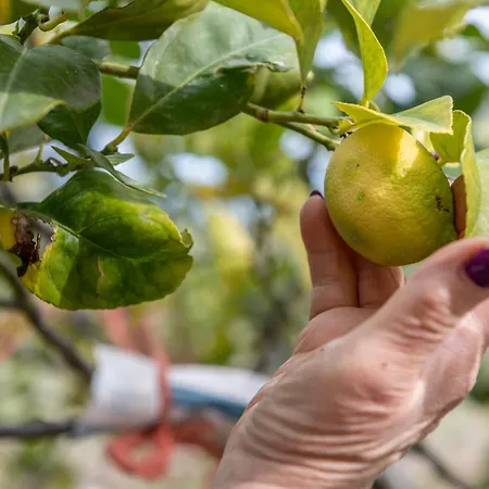 Macchia Monte SantʼAngelo